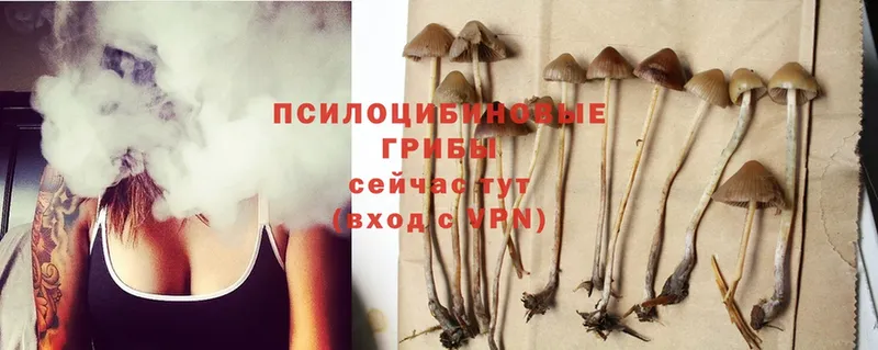 Псилоцибиновые грибы Psilocybe  Белорецк 